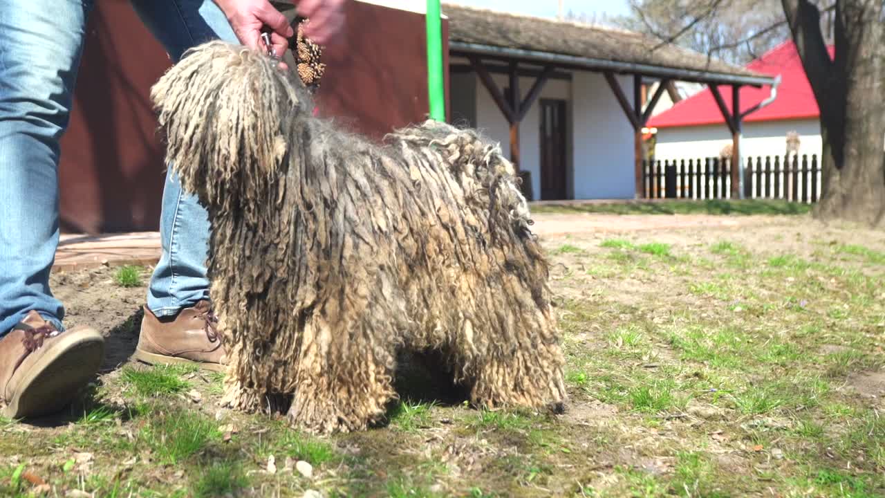 Owner checking parts of a purebred Puli dog's fur and body, on a sunny day