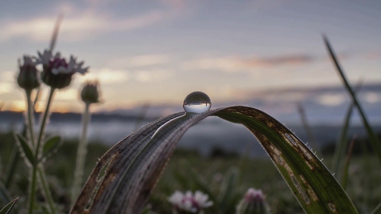 Reacting to blade flexing, clear round dew droplet shifting along curved blade in meadow at sunrise