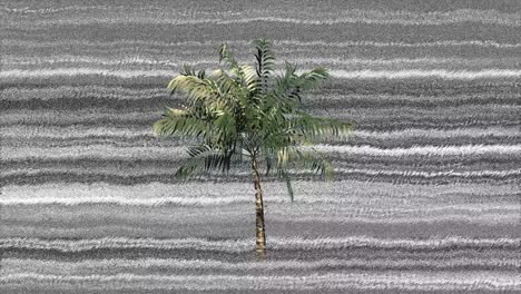 palm tree and static