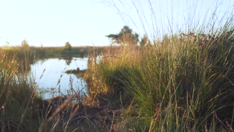 sunrise over a boggy marsh