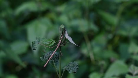 Stabheuschrecke,-Phasmatodea,-Schneiden-Der-Pflanzenspitze-Und-Essen-Des-Stiels-Von-Der-Spitze-Im-Dschungel-Des-Kaeng-Krachan-Nationalparks