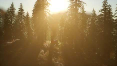 Deer-Male-in-Forest-at-Sunset