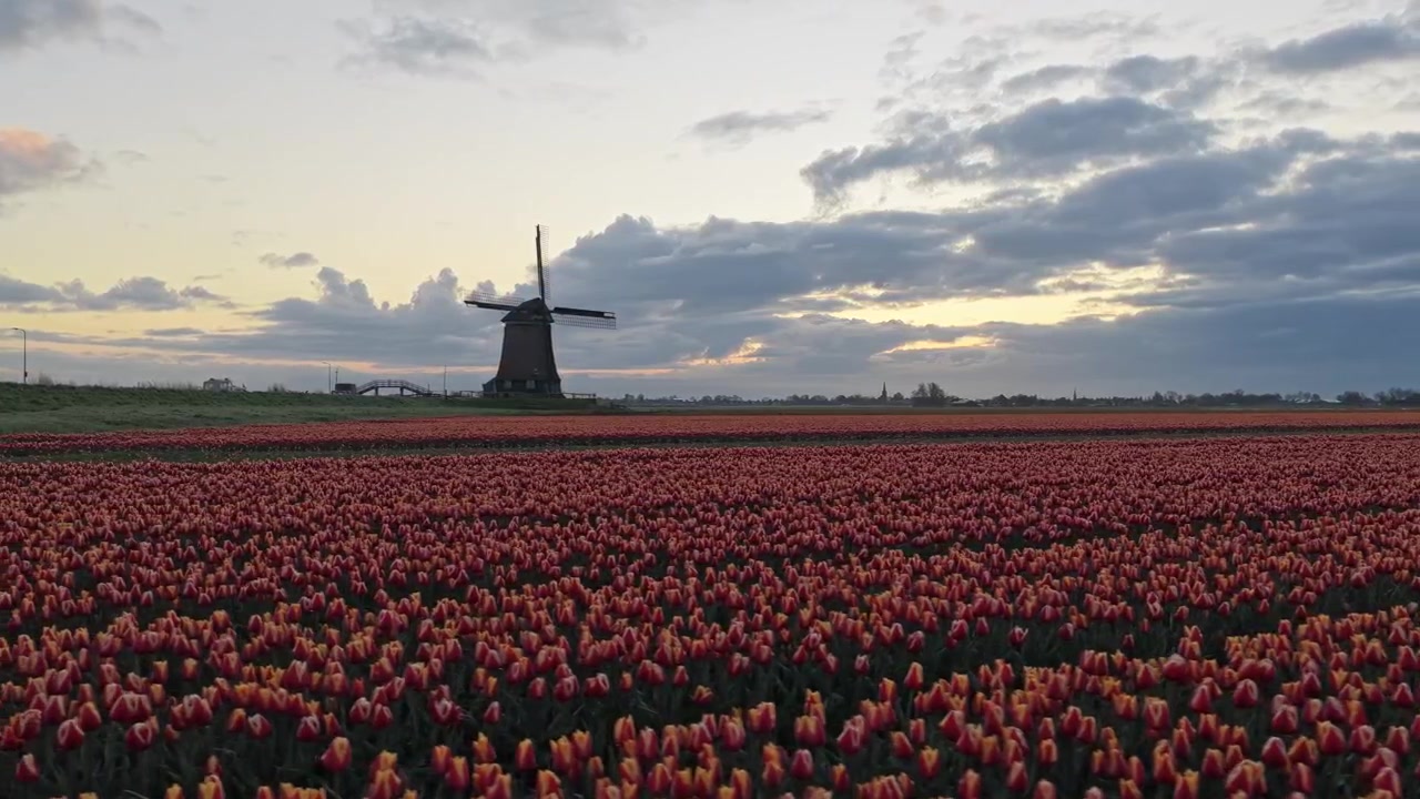 Paesaggio olandese iconico con un tradizionale mulino a vento in silhouette contro un cielo nuvoloso al tramonto. File di tulipani colorati si estendono attraverso i campi
