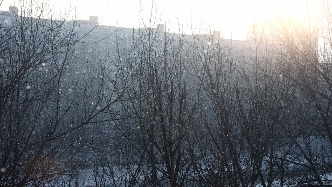 Snow Falling Through Bare Tree Branches with Distant Building and Sun Flare