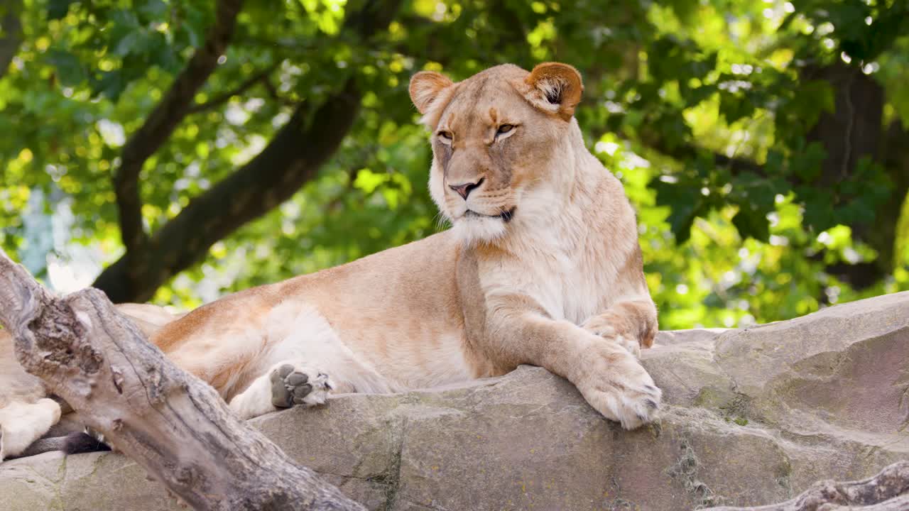 Lioness calmly lounges on sunlit rocks, surrounded by greenery, with steady camera and natural lighting