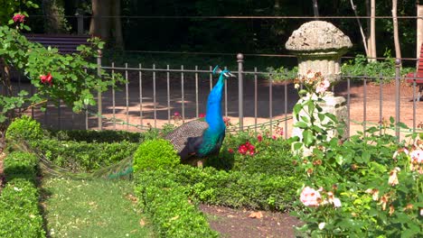 Pfauen-In-Einem-Park-Mit-Ihren-Küken