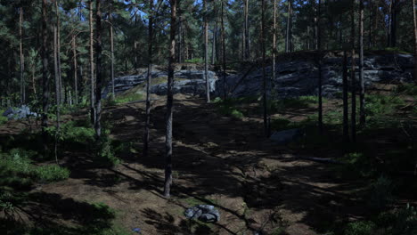 Pine-forest-on-the-mountainside