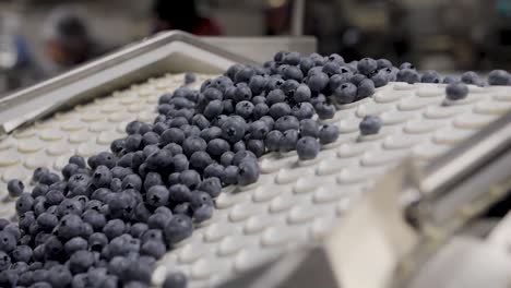 a blueberry processing and packaging plant