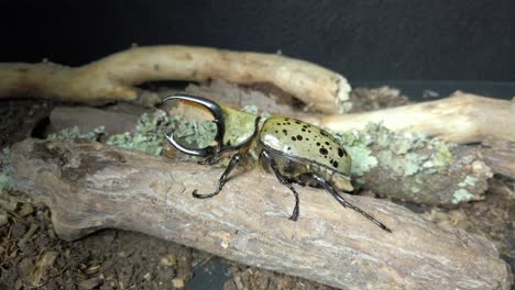 Close-up-footage-of-a-Dynastes-Hyllus,-one-of-the-biggest-Beetles-Species-in-the-world