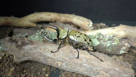 imágenes de cerca de un dynastes hyllus, una de las especies de escarabajos más grandes del mundo