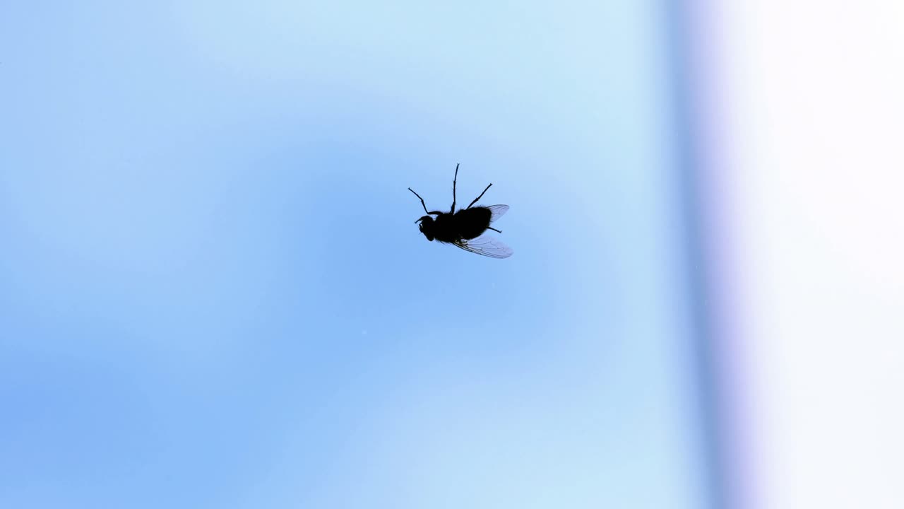 파리 가 기어다니는 것 의 극단적 인 클로즈업