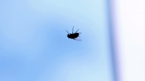 Extreme-close-up-of-a-fly-crawling-