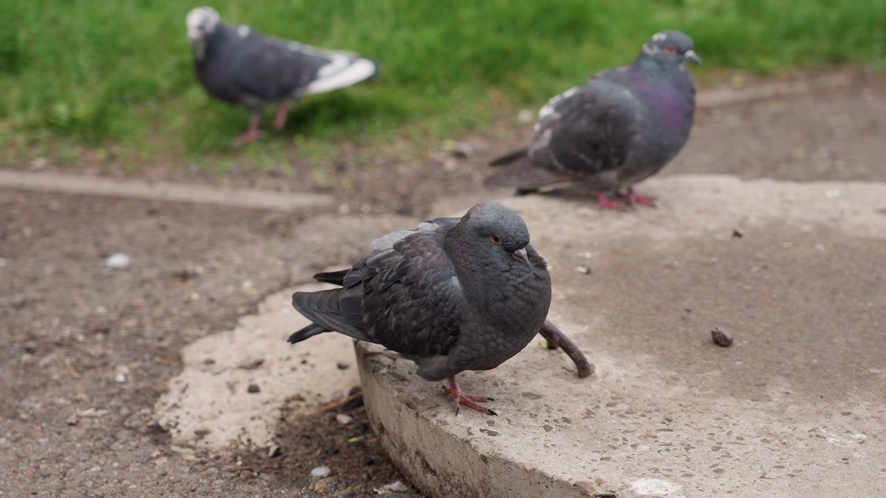 Close-up de um pombo em pé no concreto com outras aves