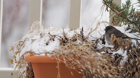 一棵黑眼睛的 junco 在温和的雪中在雪花园盒子里寻找种子