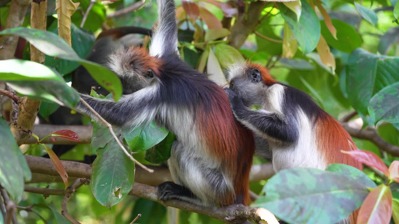 monos colobus rojos acicalando parásitos en las copas de los árboles del bosque jozani de la isla de zanzíbar, tanzania, tiro lateral