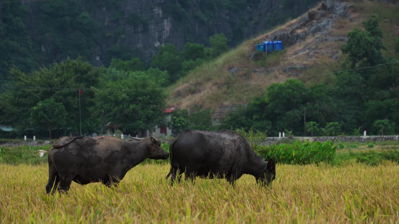 The grazing mother buffalo is ignoring her young which is clingy, motherhood