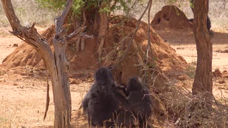 dos babuinos se acicalan en la llanura africana con un gran fondo de montículos de termitas