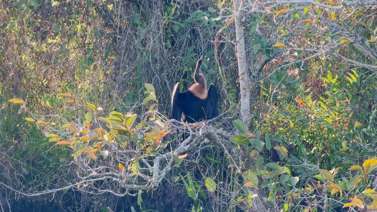 An Anhinga bird spreads its wings while perched on a branch amidst lush greenery in Everglades National Park. The scene showcases the bird’s elegant form and the vibrant natural habitat.