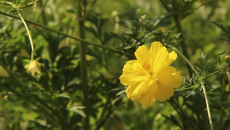 close up of cosmos caudatus or yellow ray flower in garden