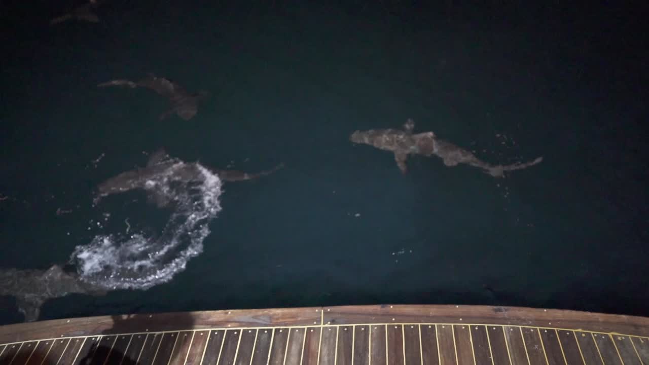 Slow motion of a group of Galapagos sharks swimming in the ocean of the Galapagos Islands.