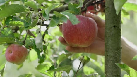 Mano-De-Un-Hombre-Caucásico-Agarrando-Y-Recogiendo-Una-Gran-Manzana-Jugosa-De-Un-árbol,-Cámara-Lenta