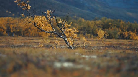 Un-Abedul-Solitario-Con-Ramas-Delgadas-Retorcidas-Cubiertas-De-Hojas-De-Color-Amarillo-Brillante-En-El-Paisaje-De-Tundra-Otoñal