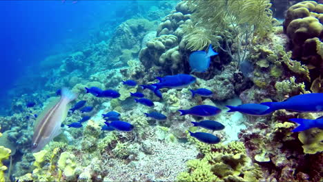 Escuela-De-Peces-En-El-Arrecife