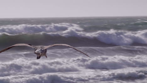 Möwe-Fliegt-Vor-Sonnenuntergang-Am-Strand-Von-Santa-Monica,-La,-Ca