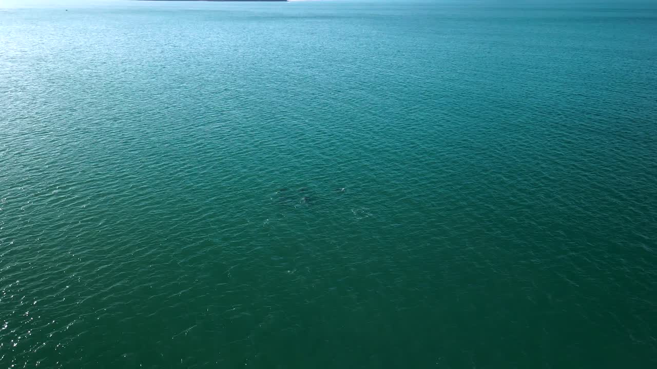여름에 물을 통해 점프하는 돌고래