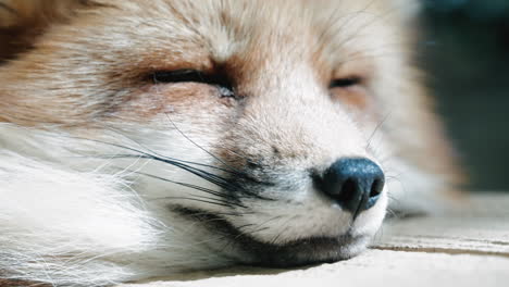 closeup view of a fox sleeping peacefully outdoors at zao fox village in miyagi, japan