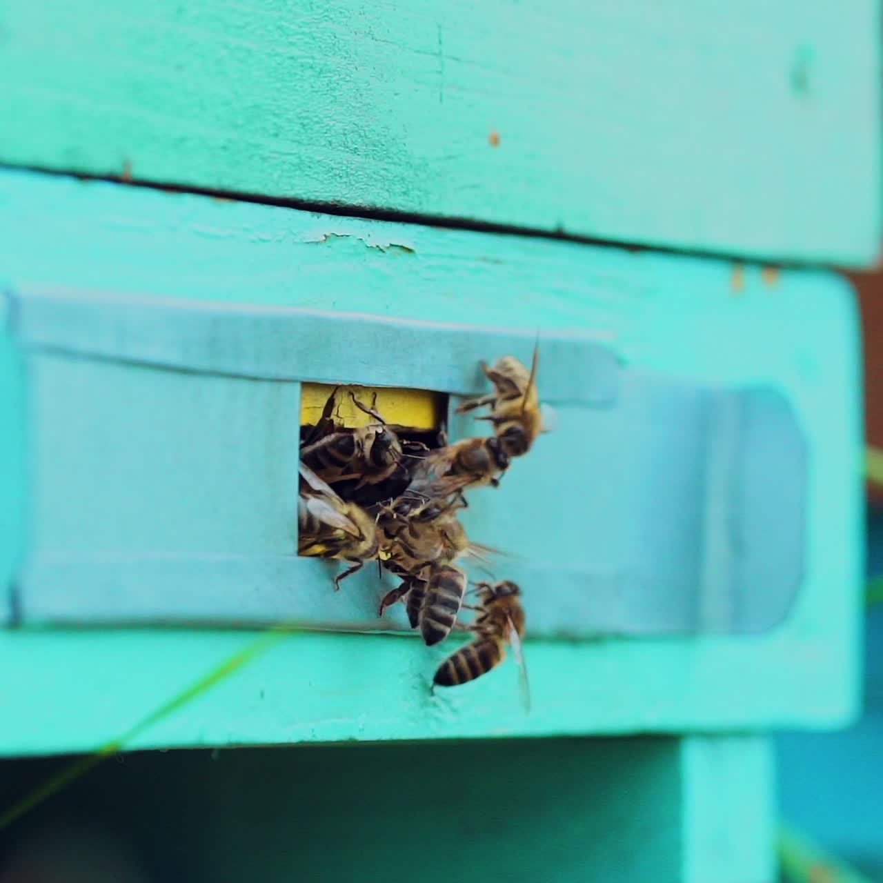 Slow motion of honey bees flying around beehive