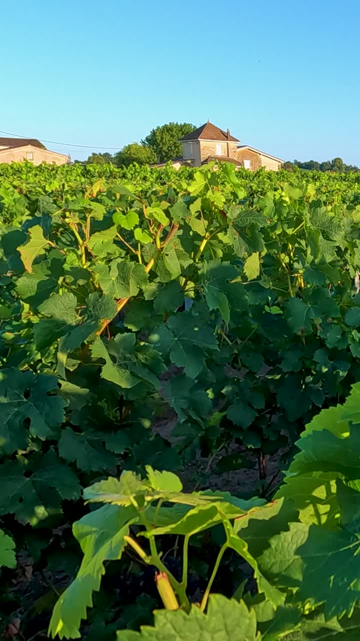 las hojas se balancean suavemente en la brisa del viñedo