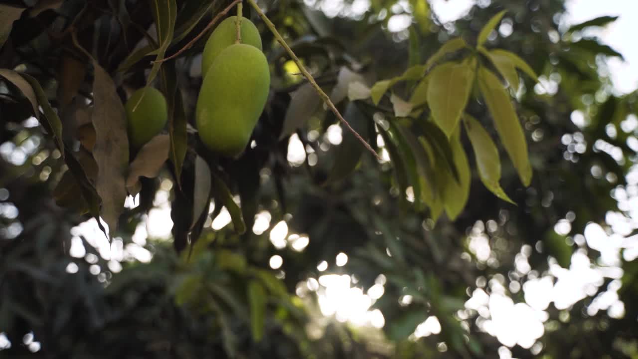 Filmato ravvicinato di diversi mango verdi acerbi che pendono dai rami di un albero di mango, circondati da un fitto fogliame con la luce del sole che filtra attraverso le foglie