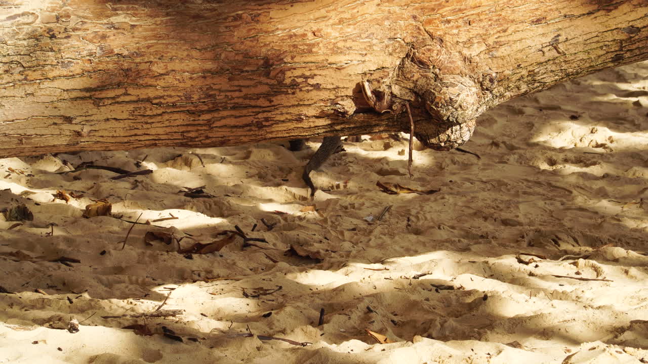un gran lagarto monitor arrastrándose bajo un árbol caído en la arena cerca de la playa de railay en ao nang, krabi, tailandia