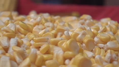 Maize-or-corn-has-become-a-staple-food-in-many-parts-of-the-world