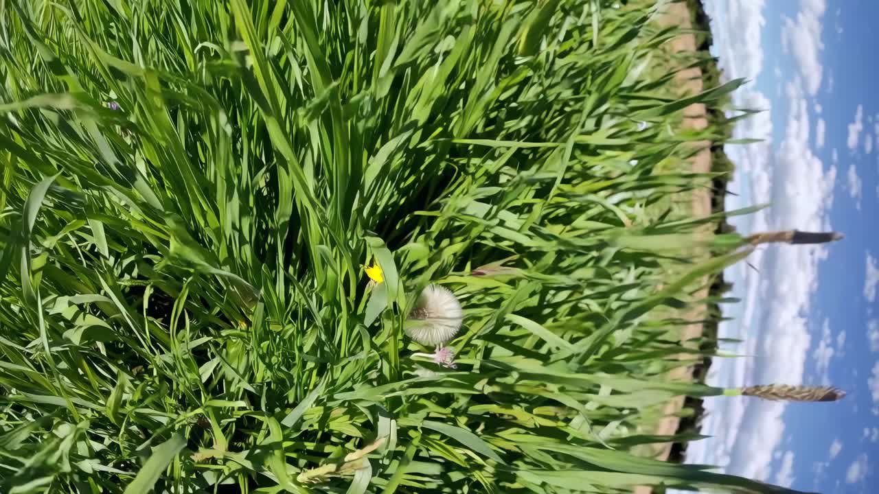 Vibrant Green Grass and Dandelions Swaying in a Sunny Field