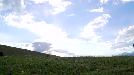 Dwarf-freckled-lulu-cow-walking-across-the-frame-on-a-field-with-green-grass-daytime