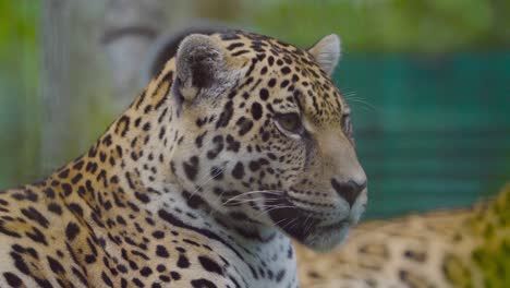 a rescued jaguar relaxes in a wildlife sanctuary, slowly opening and closing its eyes while observing its surroundings. a peaceful and intimate wildlife moment.