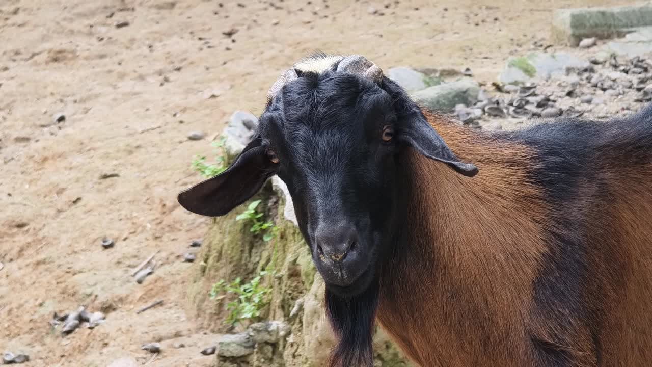 Cabra y cabras