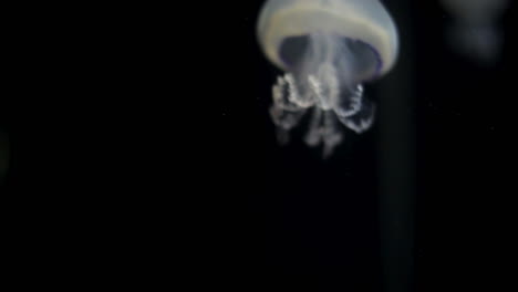 acuario 15
