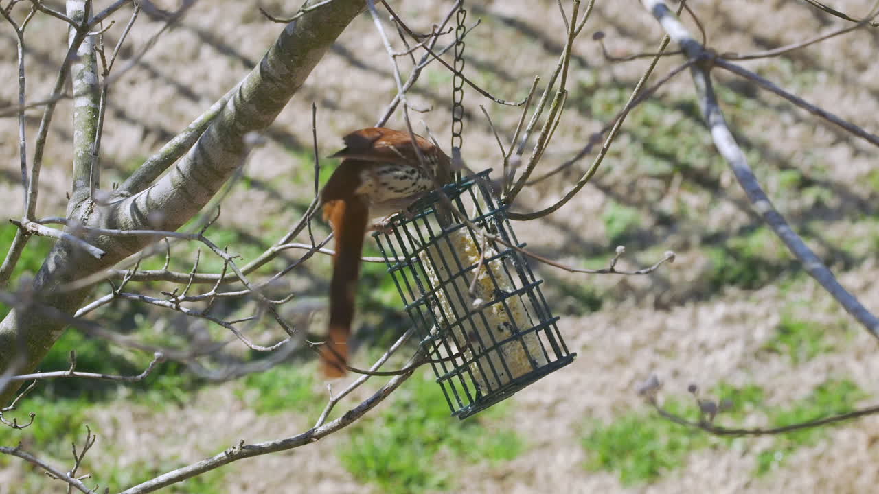 Brown Thrasher eating at a suet bird-feeder during late-winter in South Carolina. Slow motion. Clip P