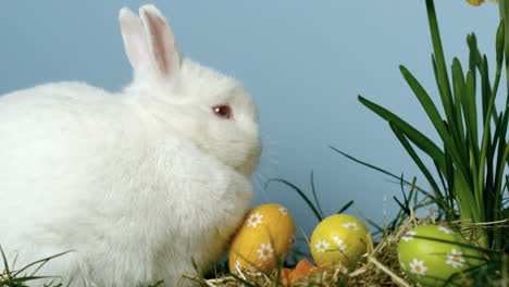 Tres-Huevos-De-Pascua-Cayendo-Frente-A-Un-Lindo-Conejito-Blanco