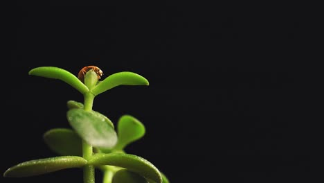 ladybug crawling on the top of the green plant