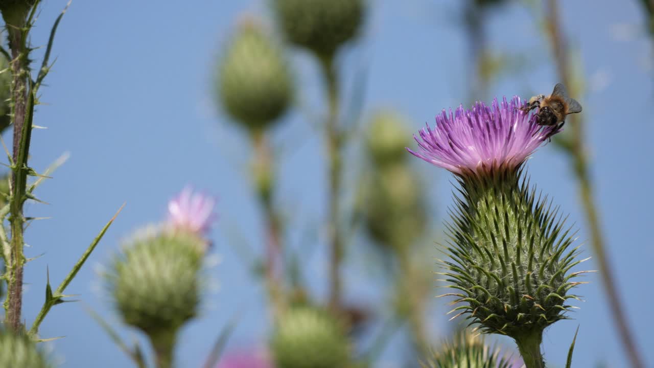 Closeup of a Scottish Thistle Gently Swaying in the Wind Attracting Bees Collecting Pollen