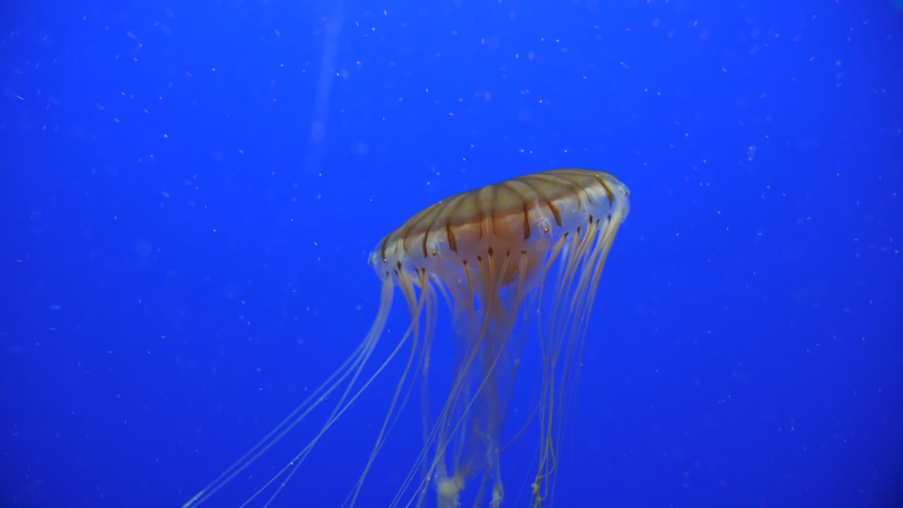 fotografía de cerca de una medusa con fondo azul nadando con largos tentáculos