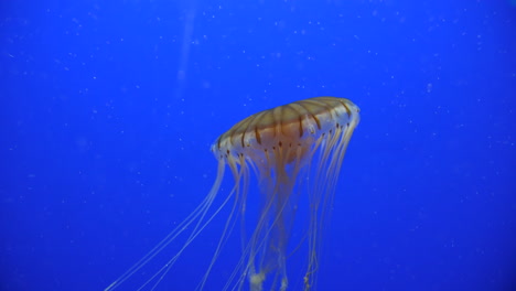 fotografía de cerca de una medusa con fondo azul nadando con largos tentáculos