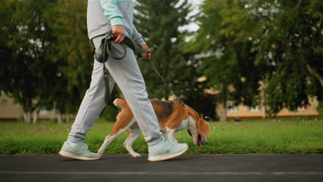 pet owner in sportswear walking cheerful beagle on leash along tiled road, moving onto green grassy area surrounded by trees under clear sky, during relaxing outdoor stroll in serene neighborhood