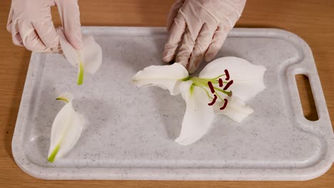 a scientist carefully dissects a lily flower on a tray, highlighting its anatomical features in a well-lit laboratory setting