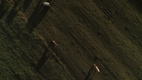 Herd-Of-Cows-Grazing-In-Meadows-During-Summer-At-Sunset