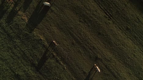 herd of cows grazing in meadows during summer at sunset